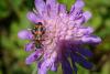 Trichodes leucopsideus